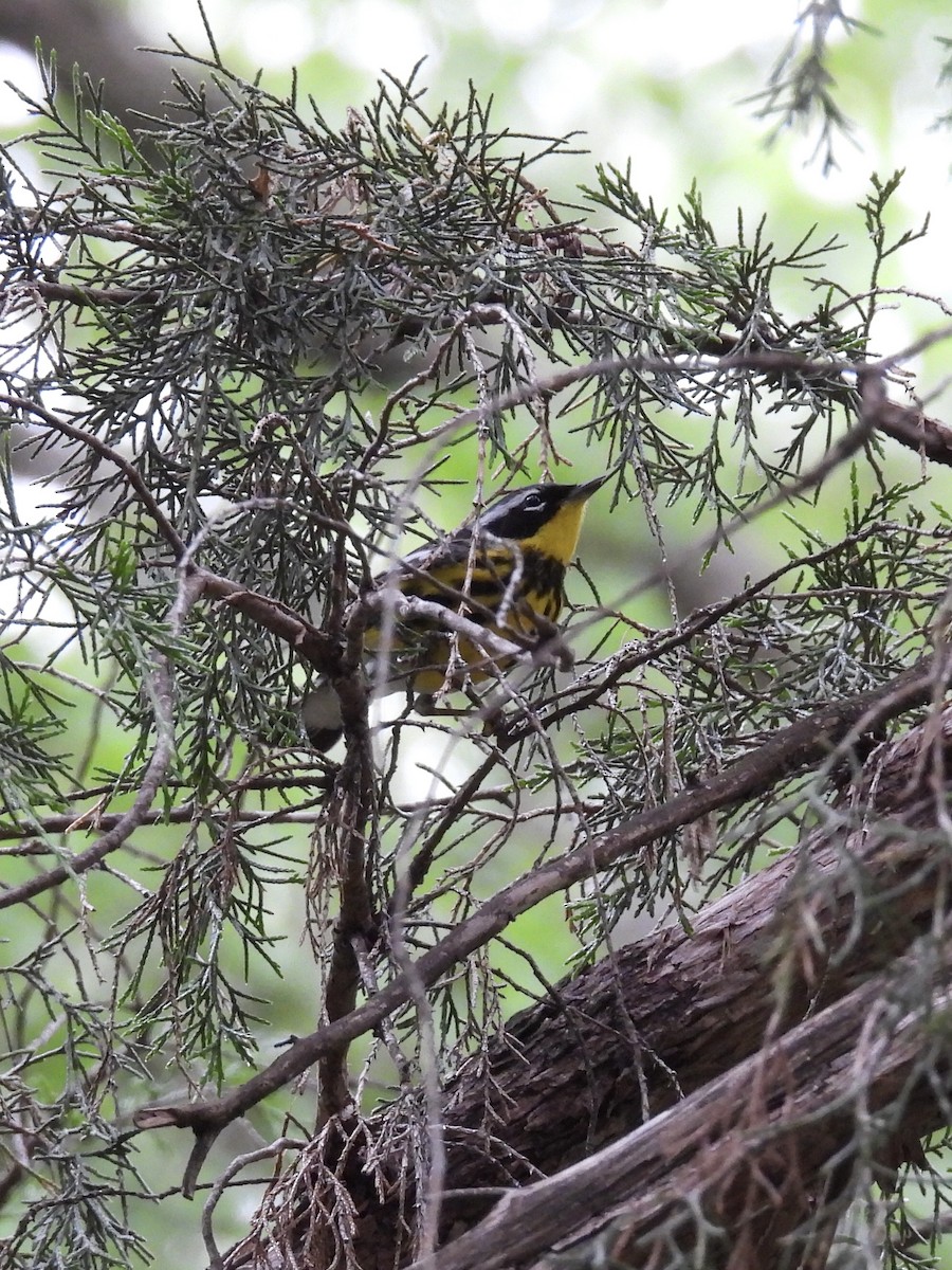 Magnolia Warbler - ML634701788