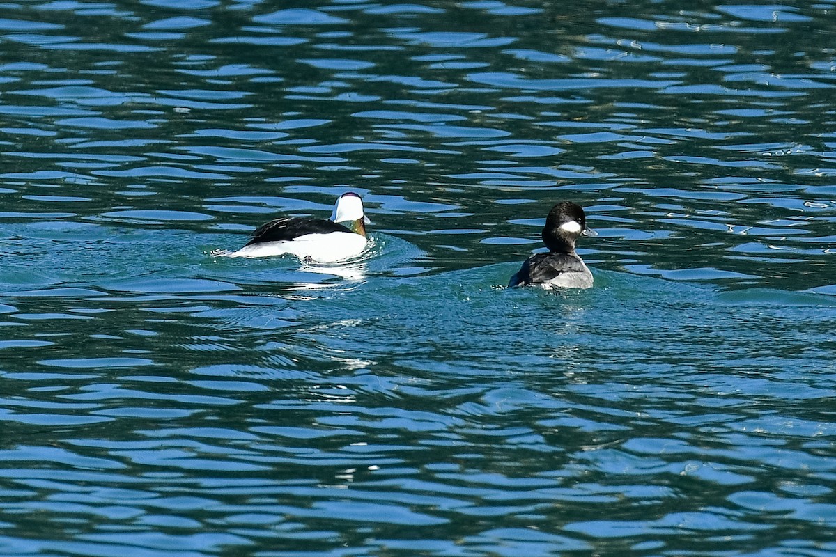 Bufflehead - ML634701855