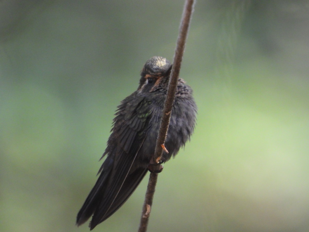 Amethyst-throated Mountain-gem - ML634701954