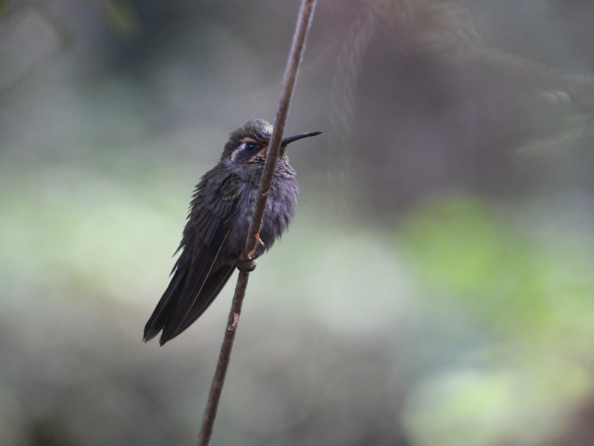 Amethyst-throated Mountain-gem - ML634701982