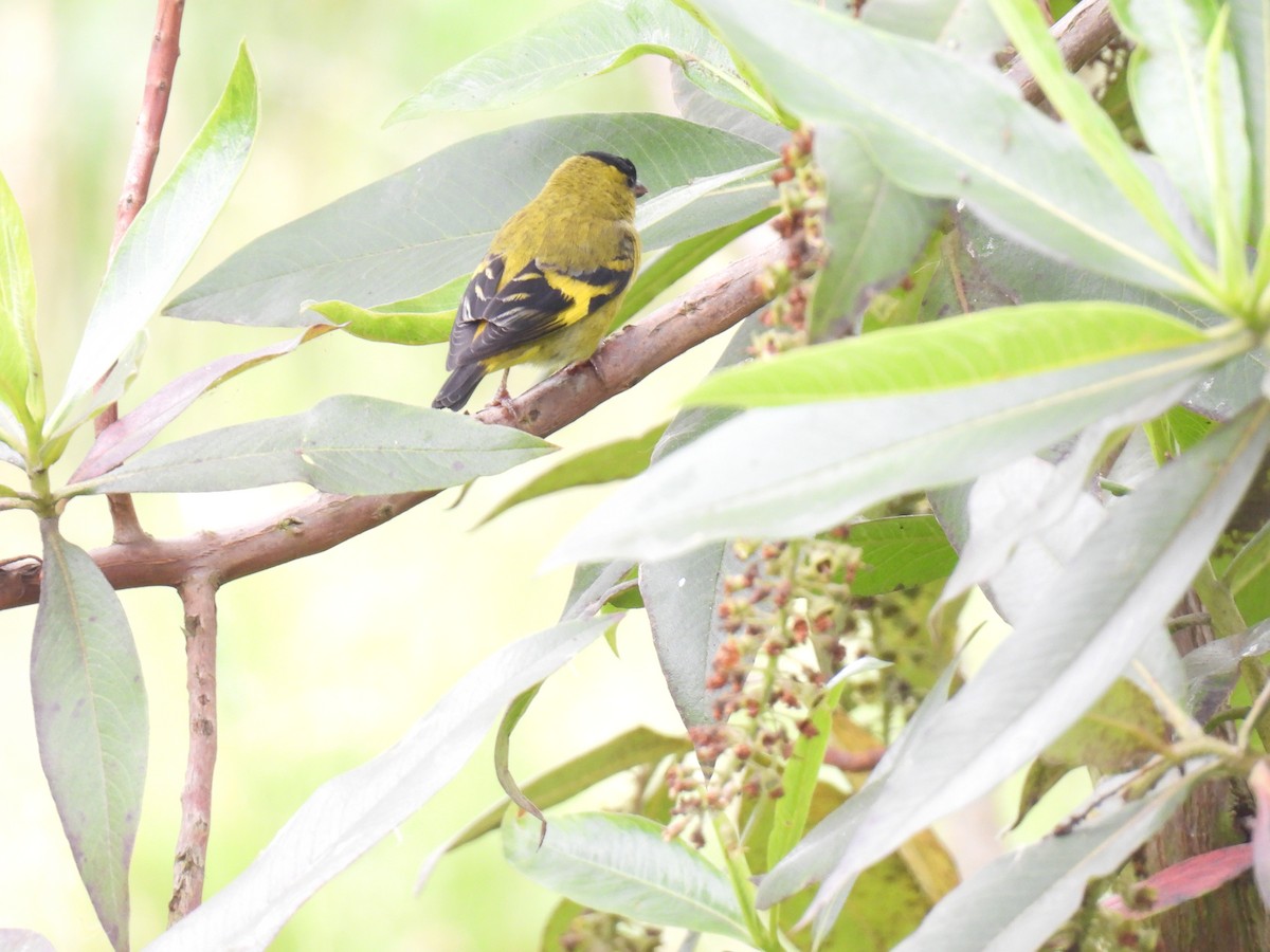 Andean Siskin - ML634702019