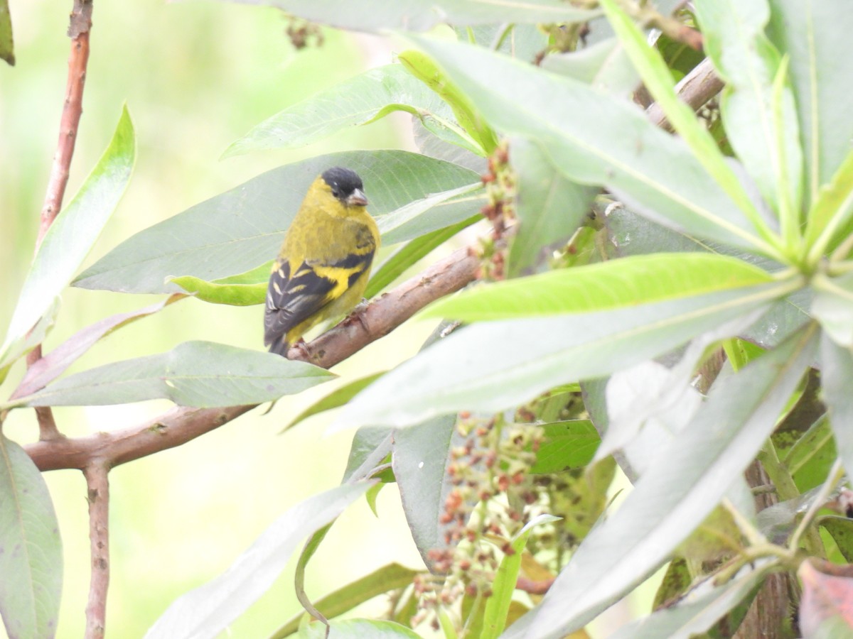 Andean Siskin - ML634702020