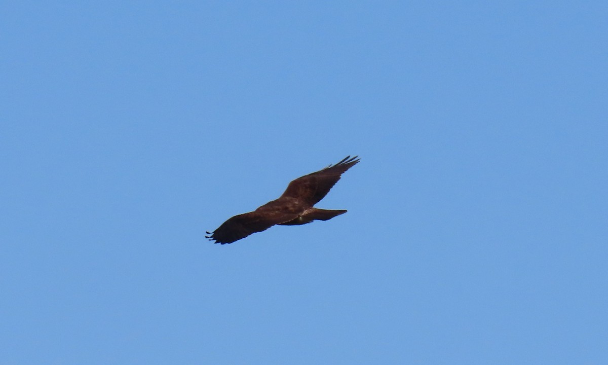 Swainson's Hawk - ML634702021