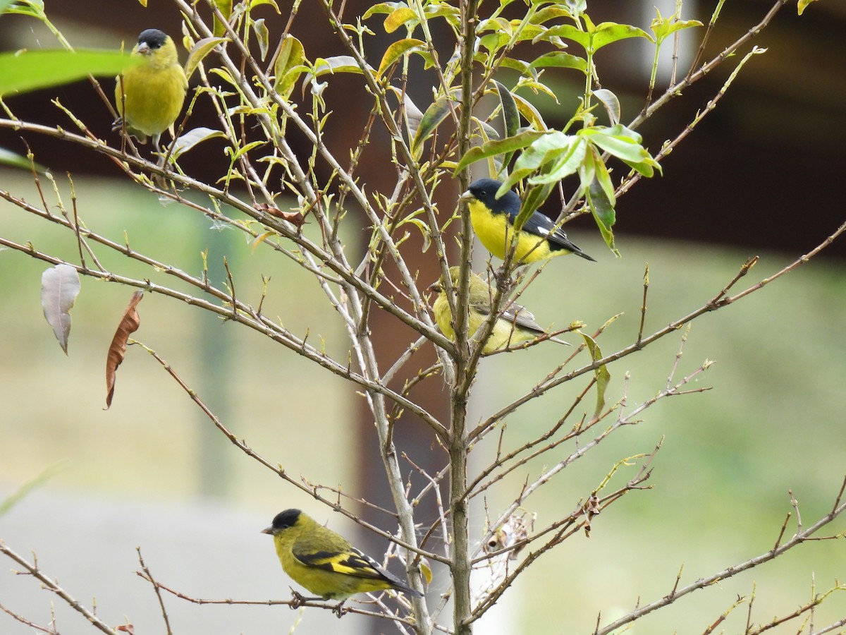 Andean Siskin - ML634702023
