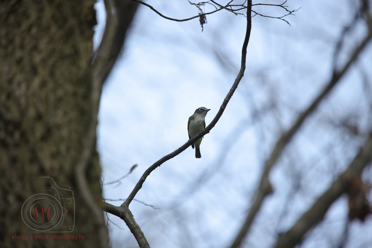 Blue-headed Vireo - ML634702100