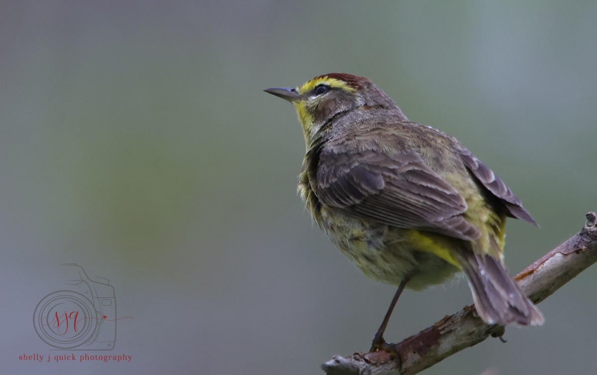 Palm Warbler - ML634702152