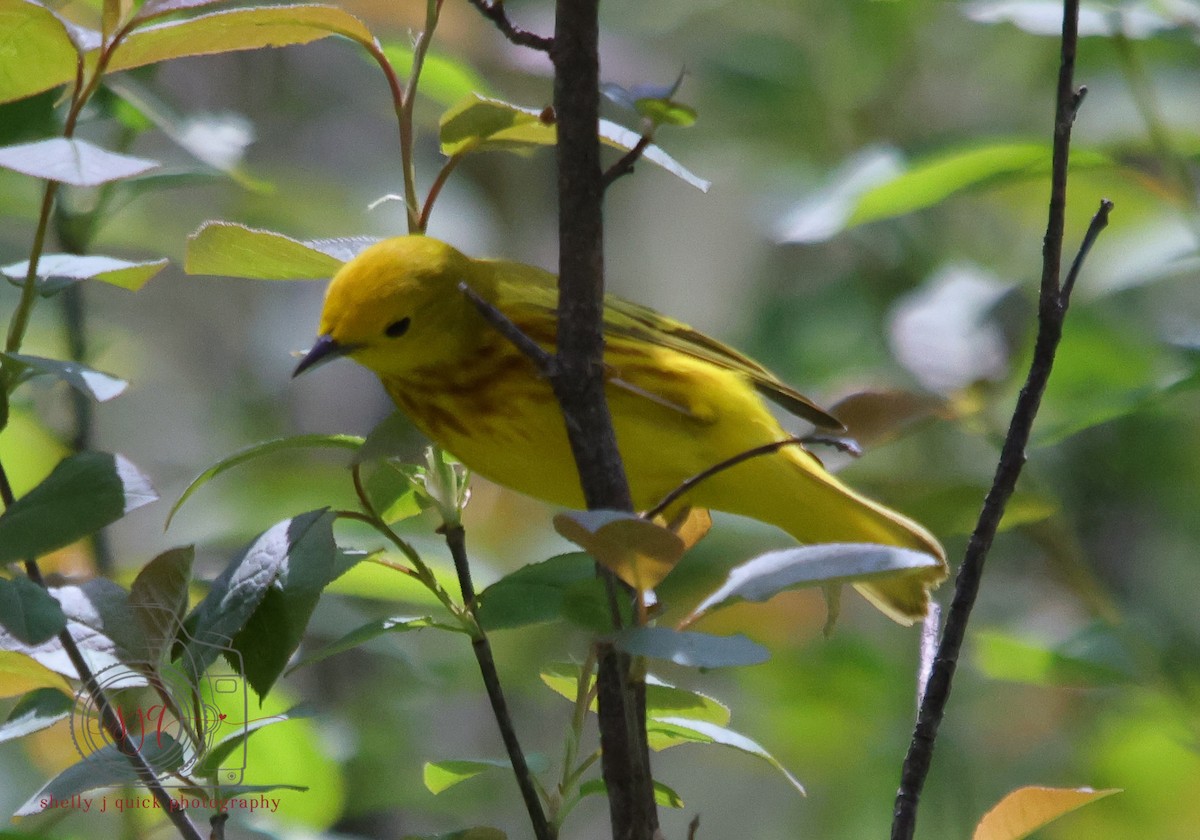 Northern Yellow Warbler - ML634702173