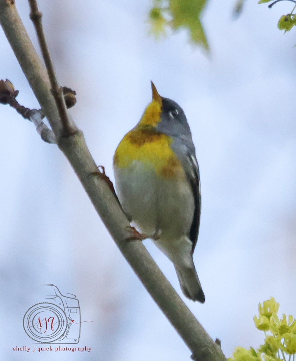 Northern Parula - ML634702212