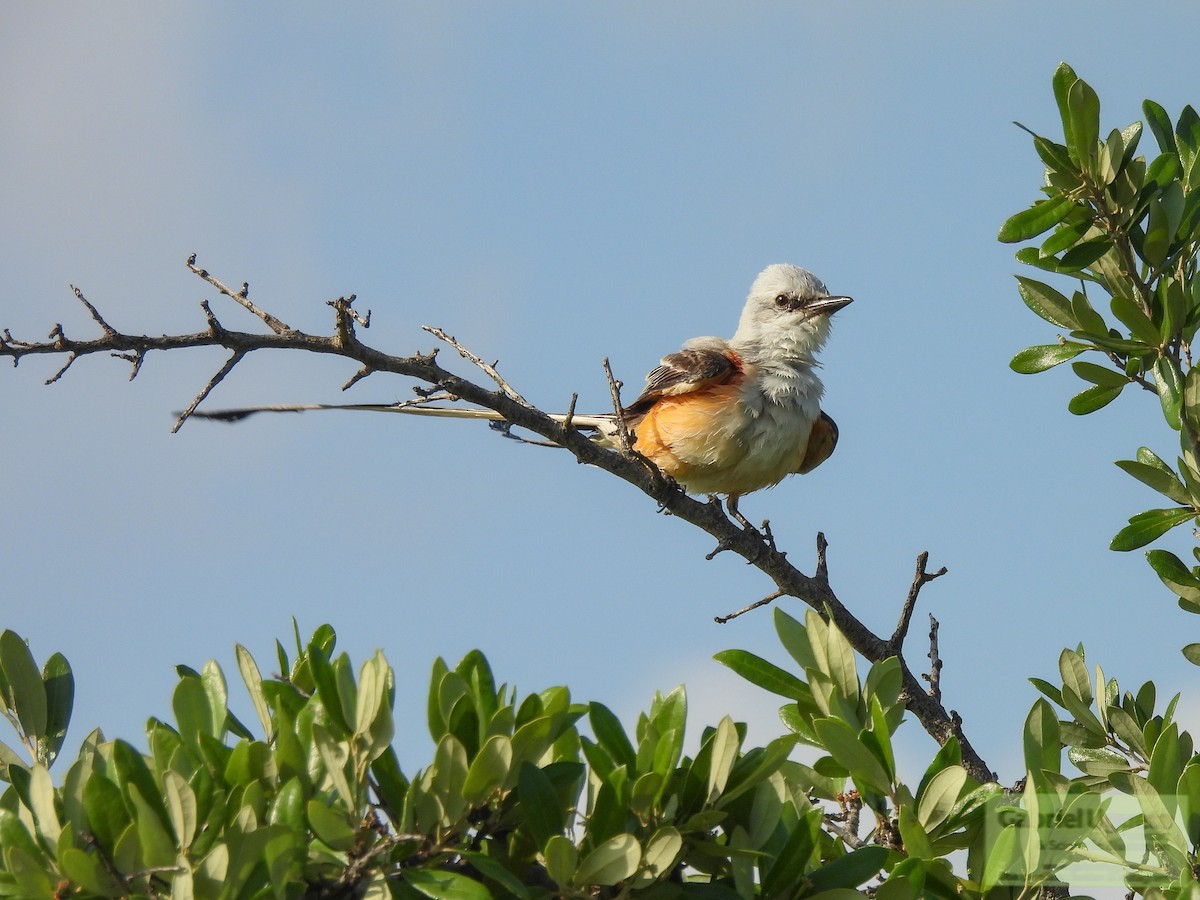 Scissor-tailed Flycatcher - ML634702215
