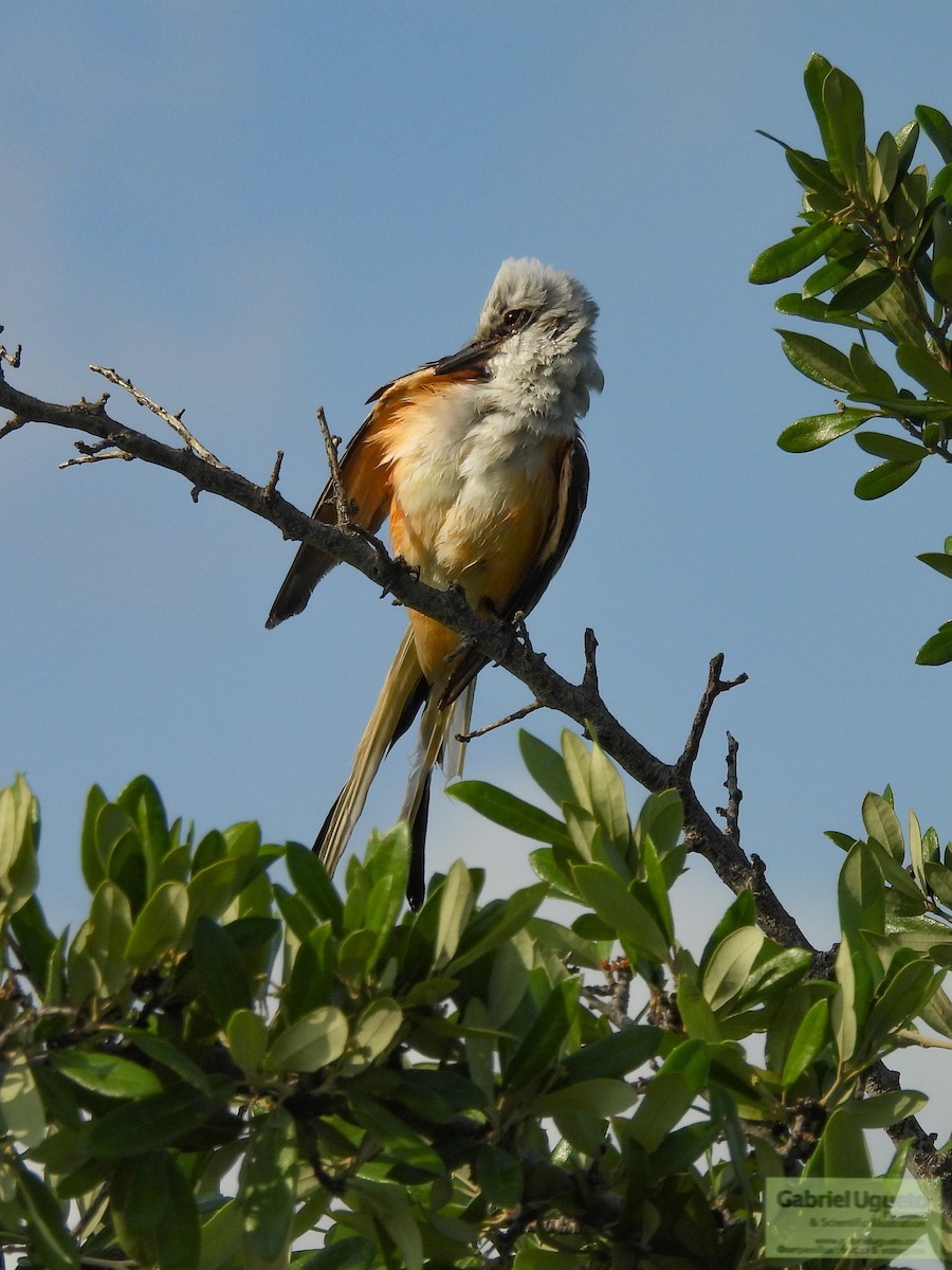 Scissor-tailed Flycatcher - ML634702216