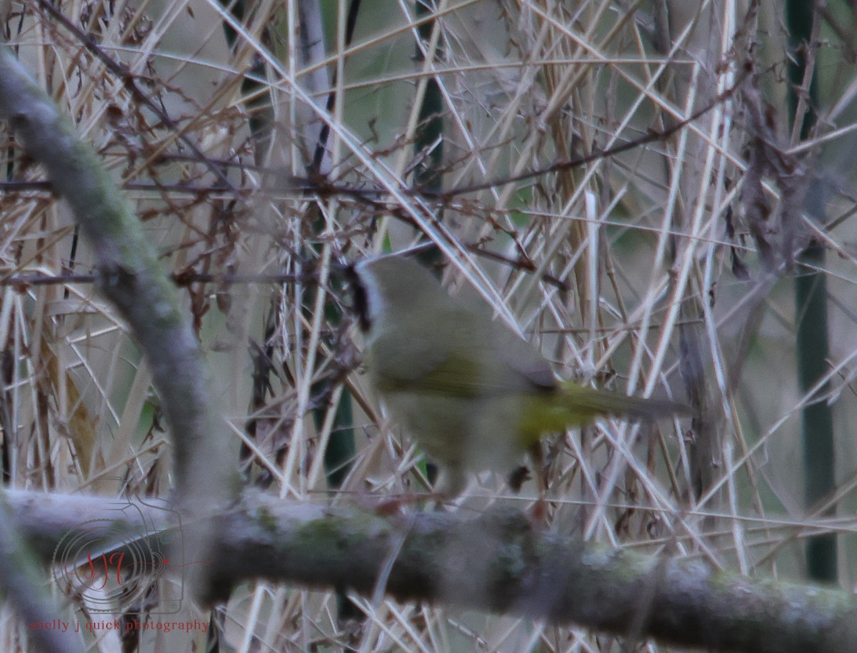 Common Yellowthroat - ML634702238