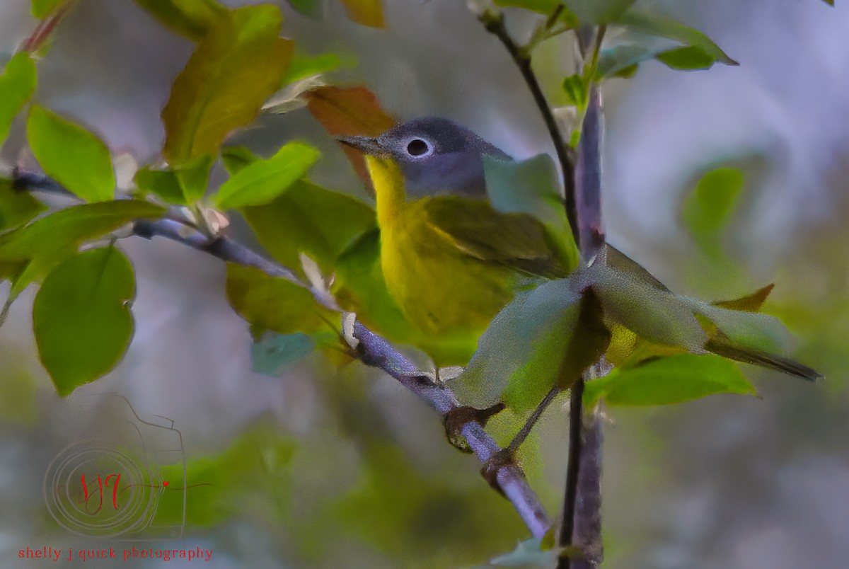 Nashville Warbler - ML634702246