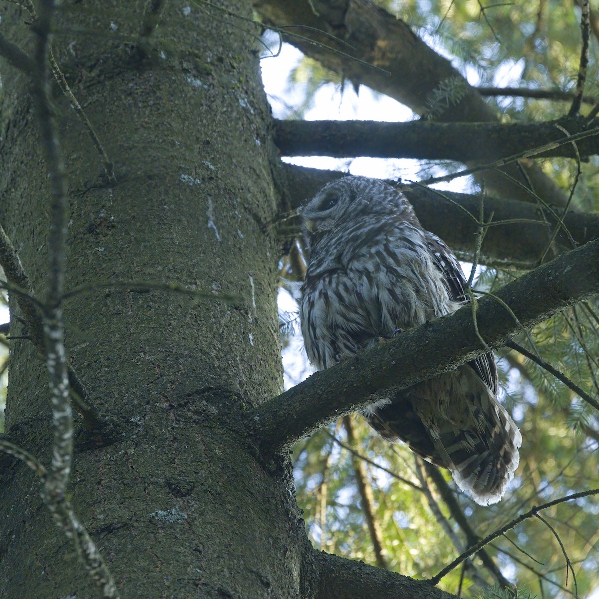 Barred Owl - ML634702256