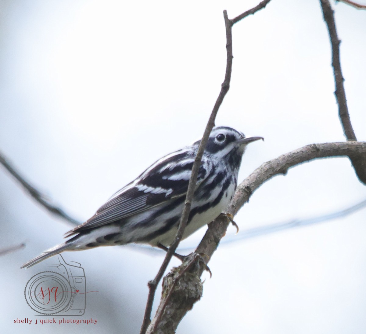 Black-and-white Warbler - ML634702266