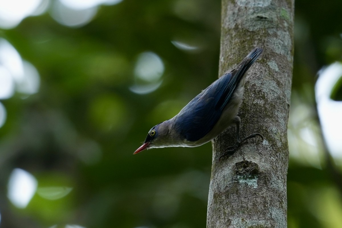 Velvet-fronted Nuthatch - ML634702277