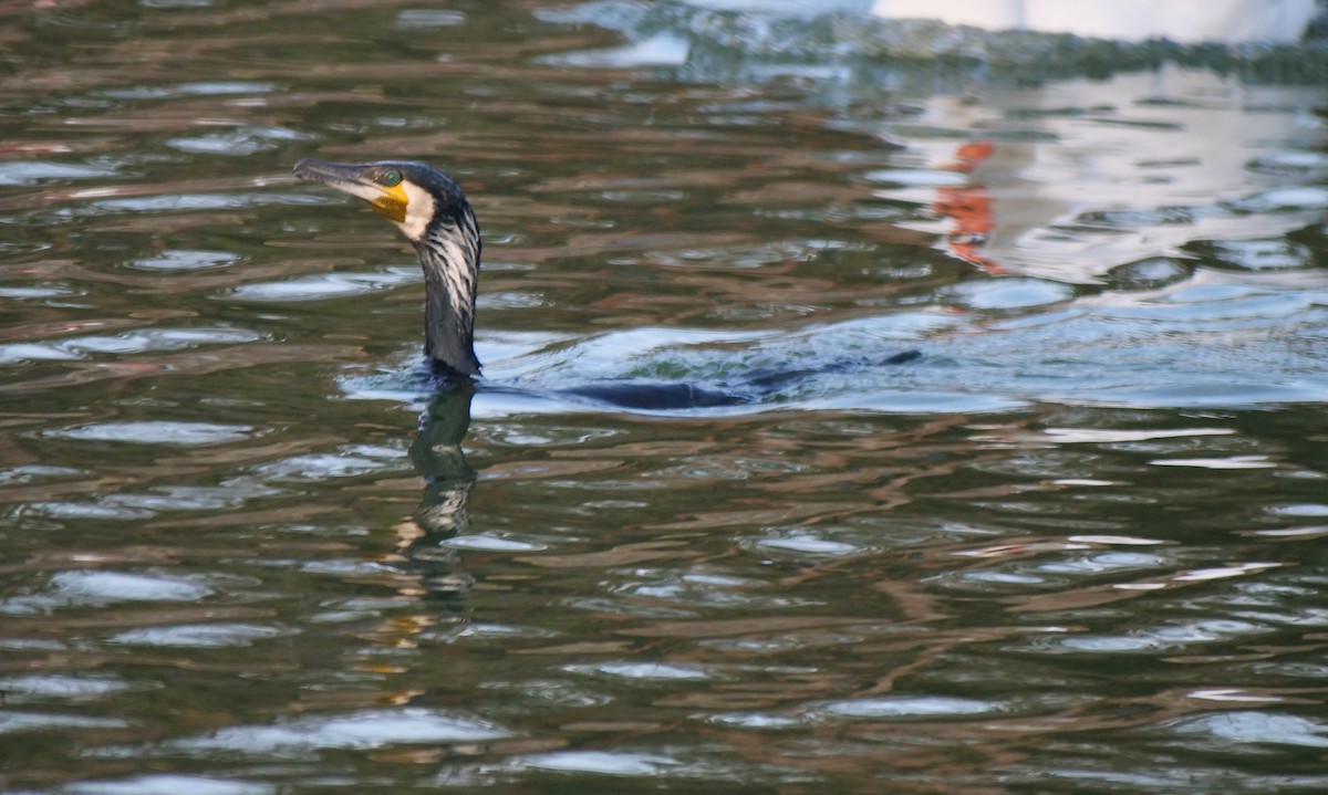Great Cormorant - ML634702281