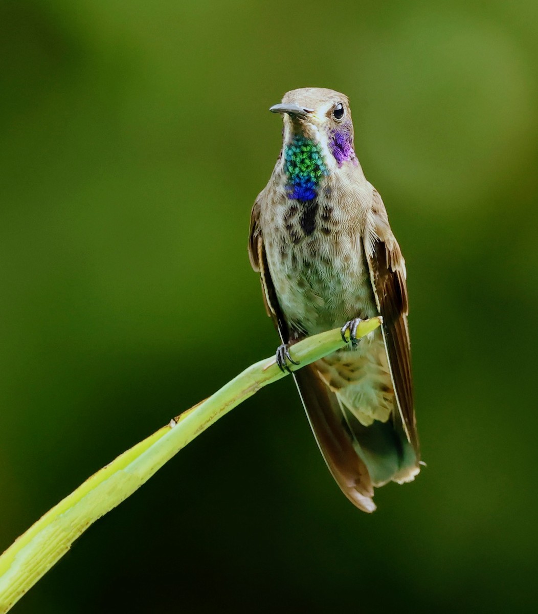 Brown Violetear - ML634702307