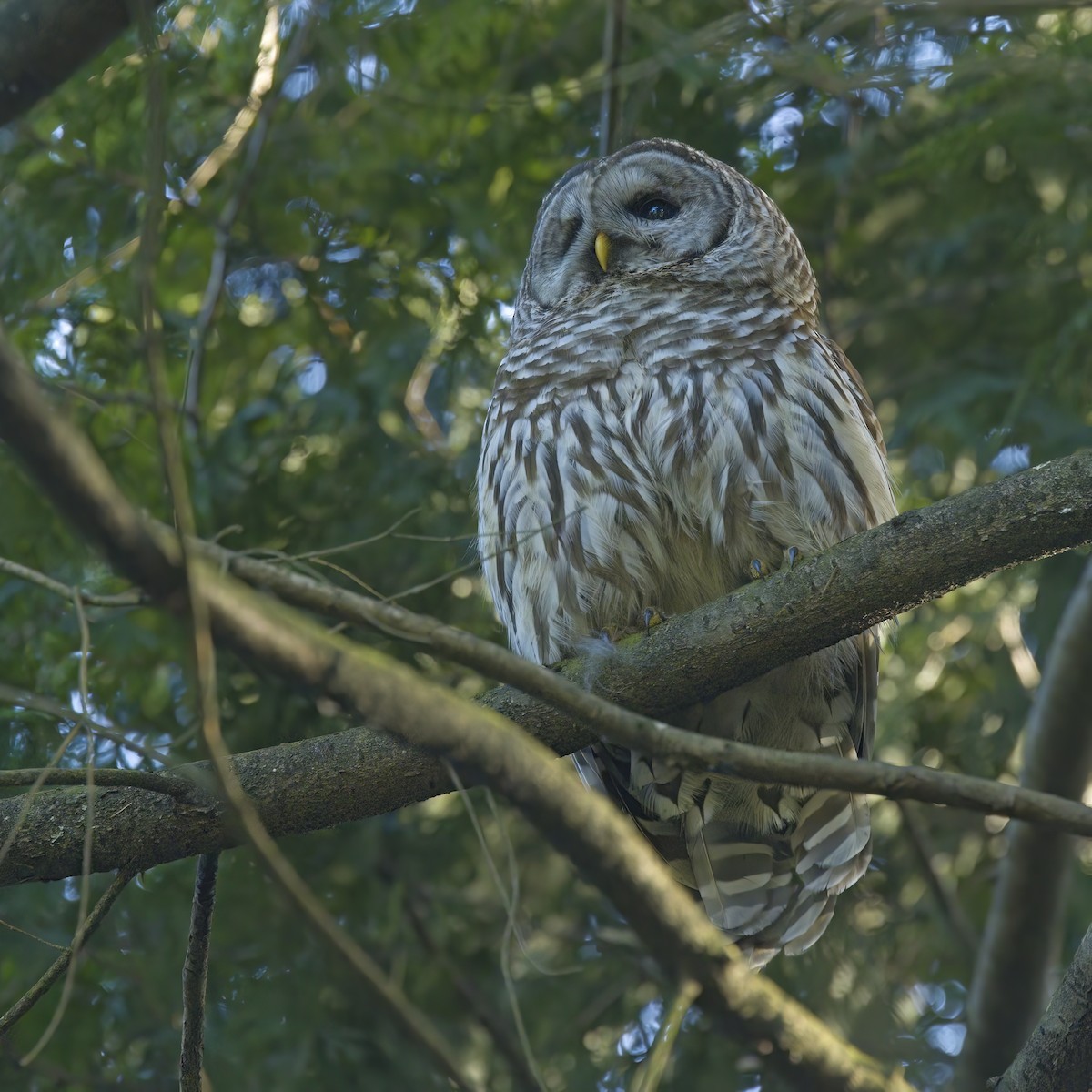 Barred Owl - ML634702311
