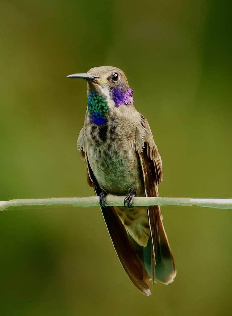 Brown Violetear - ML634702313