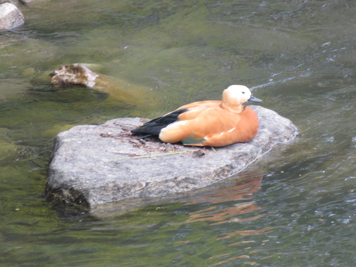 Ruddy Shelduck - ML634702345