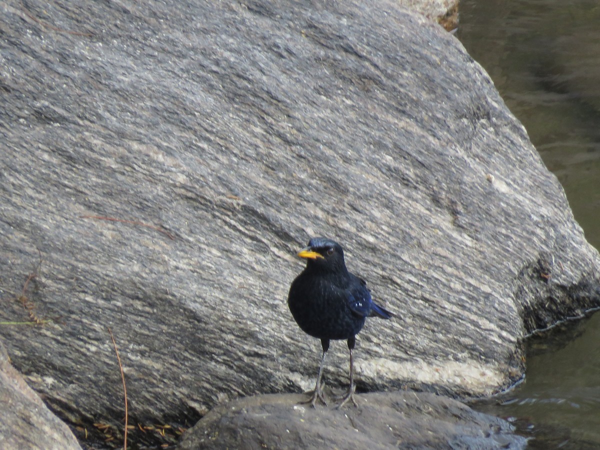 Blue Whistling-Thrush - ML634702412