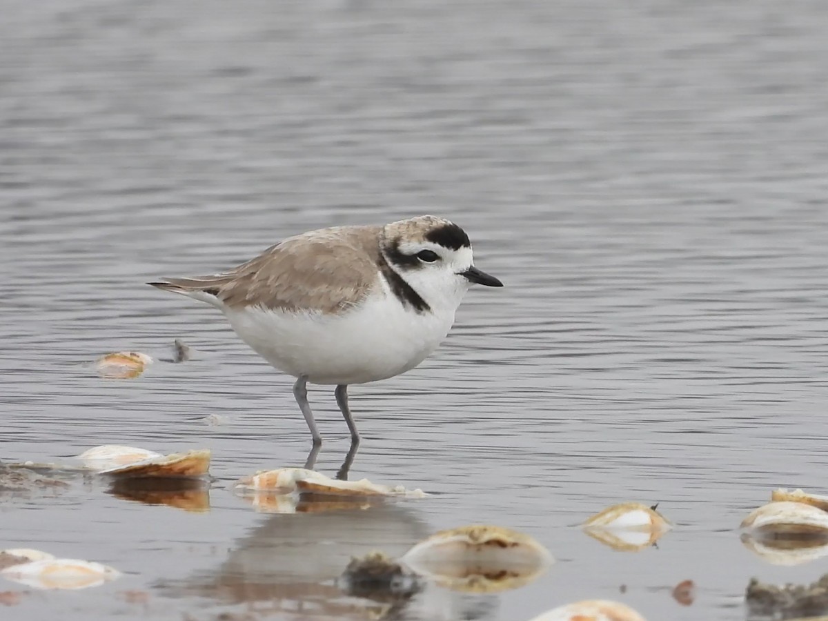 Snowy Plover - ML634702544
