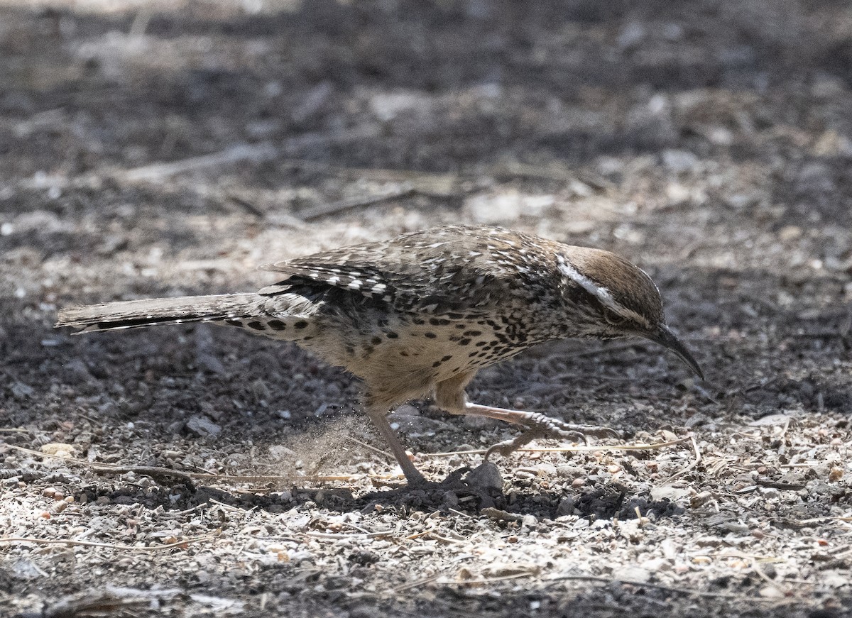 Cactus Wren - ML634702577