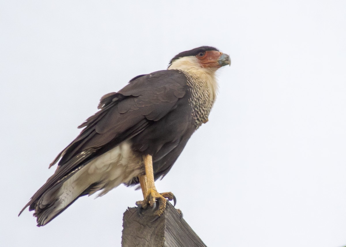 Crested Caracara - ML634702616