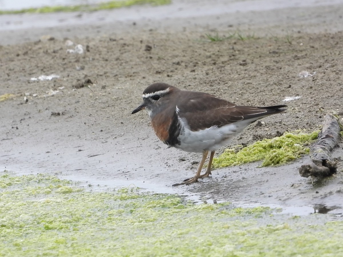 Rufous-chested Dotterel - ML634702634