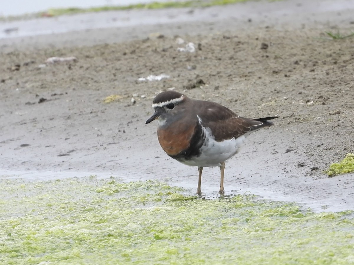 Rufous-chested Dotterel - ML634702635