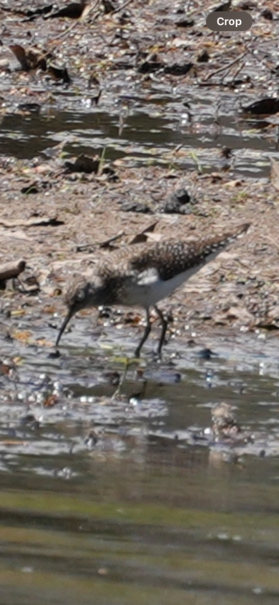 Solitary Sandpiper - ML634702642