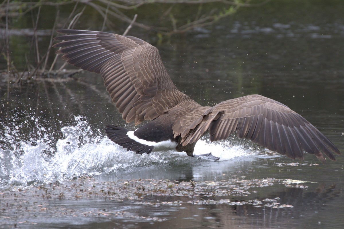 Canada Goose - ML634702689