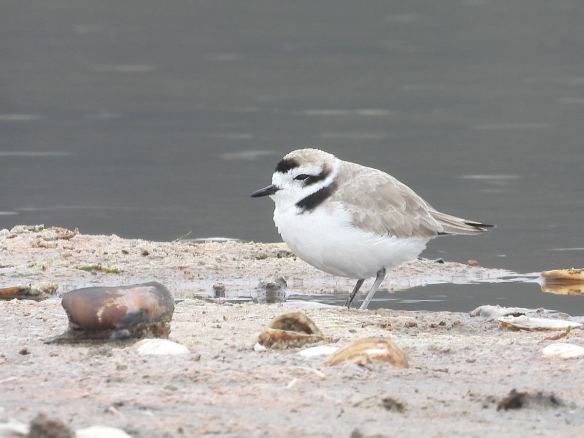 Snowy Plover - ML634702698