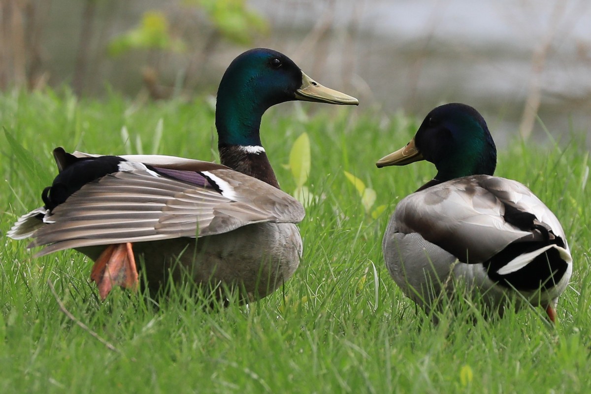 Mallard - ML634702701