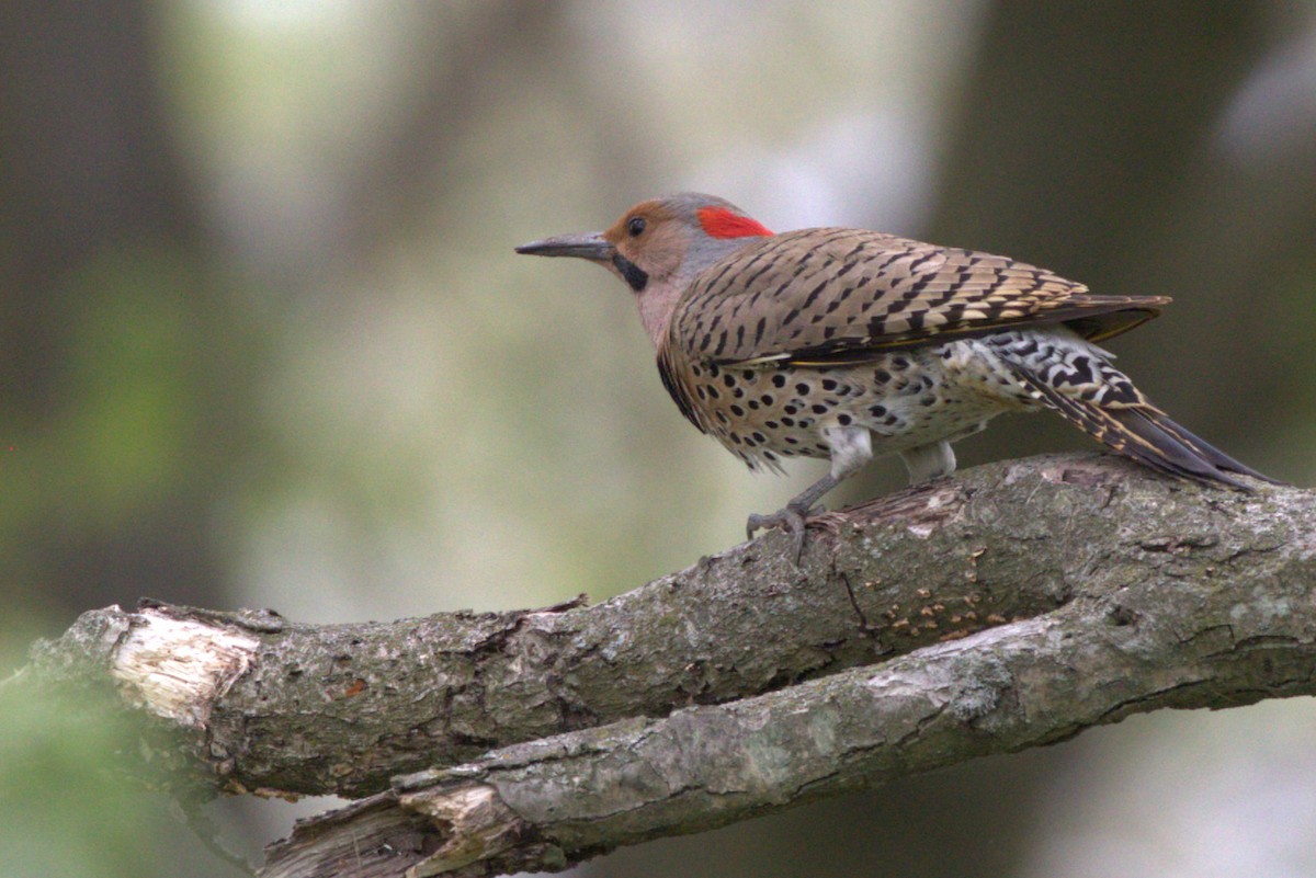 Northern Flicker - ML634702705