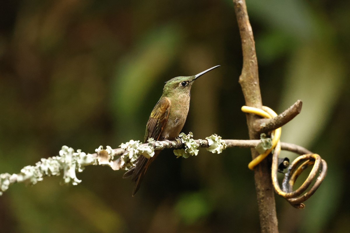 Fawn-breasted Brilliant - ML634702706