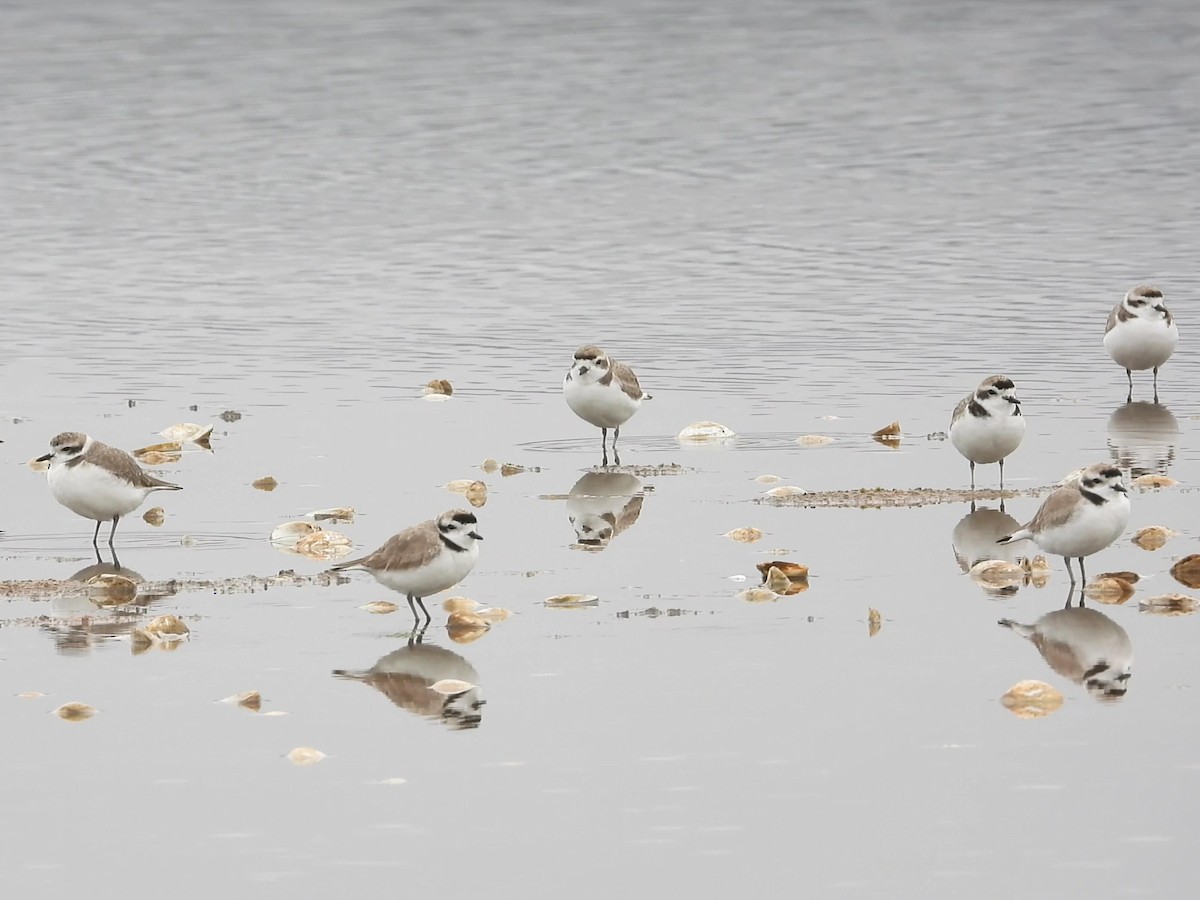 Snowy Plover - ML634702727