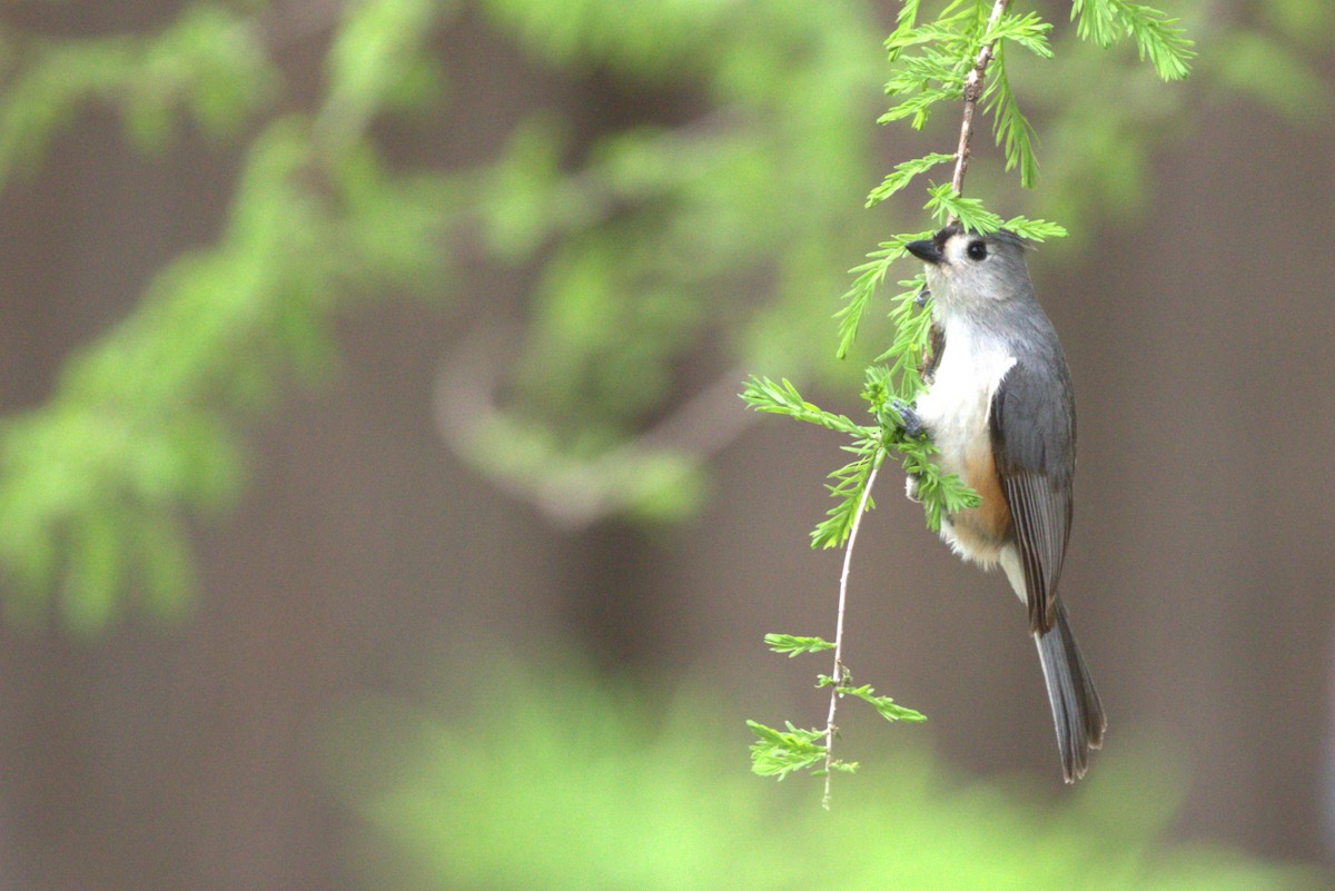 Tufted Titmouse - ML634702736