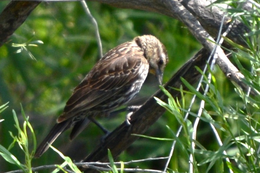 Red-winged Blackbird - ML634702737