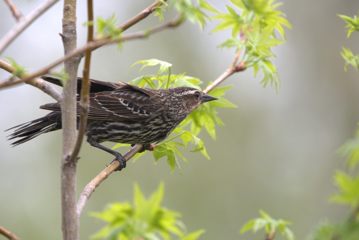 Red-winged Blackbird - ML634702741