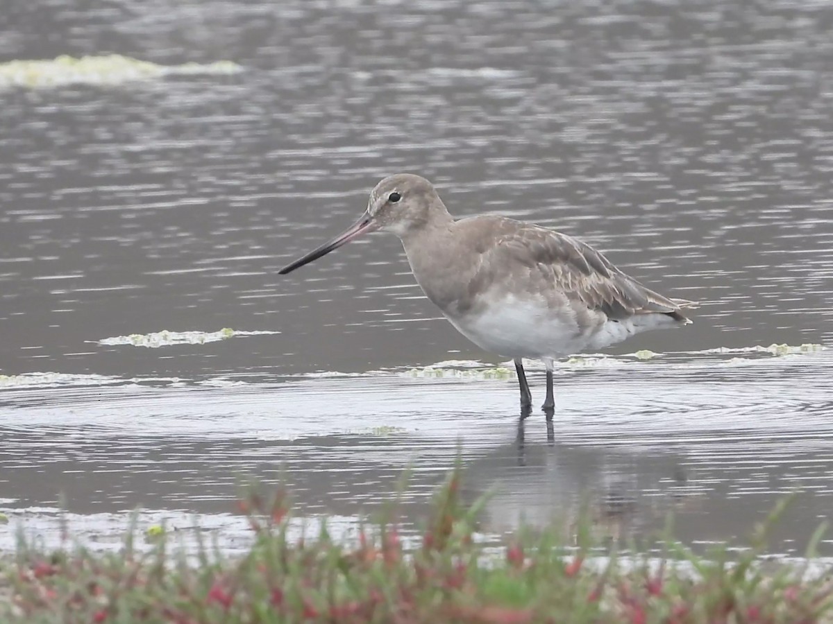 Hudsonian Godwit - ML634702760