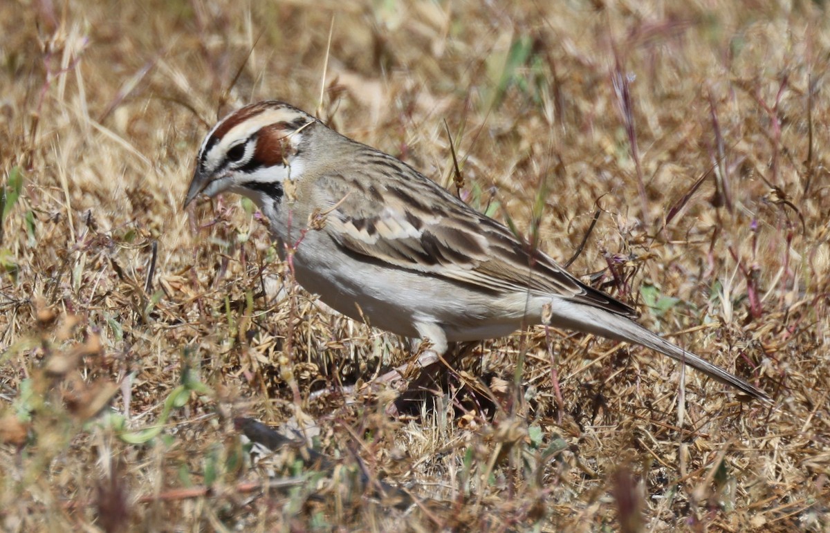 Lark Sparrow - ML634702762