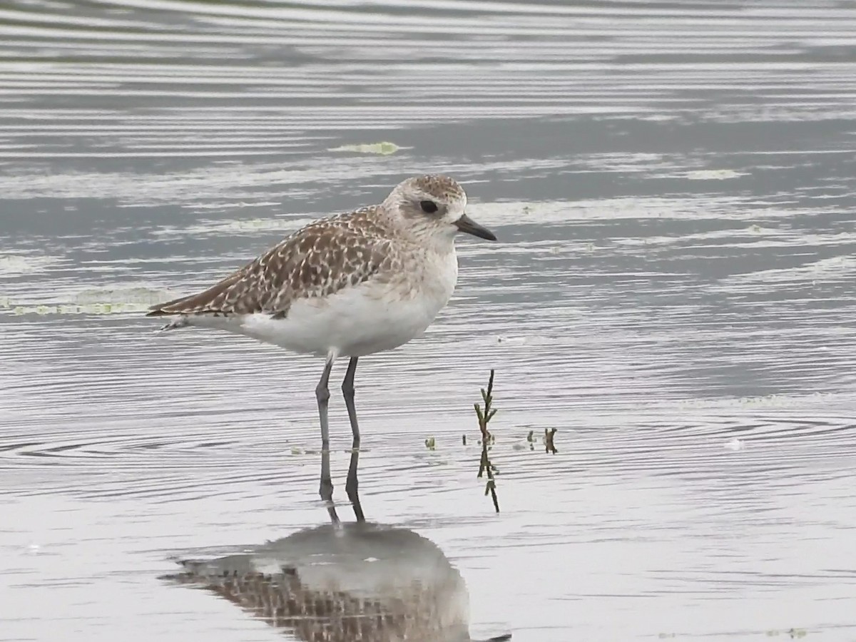 Black-bellied Plover - ML634702771