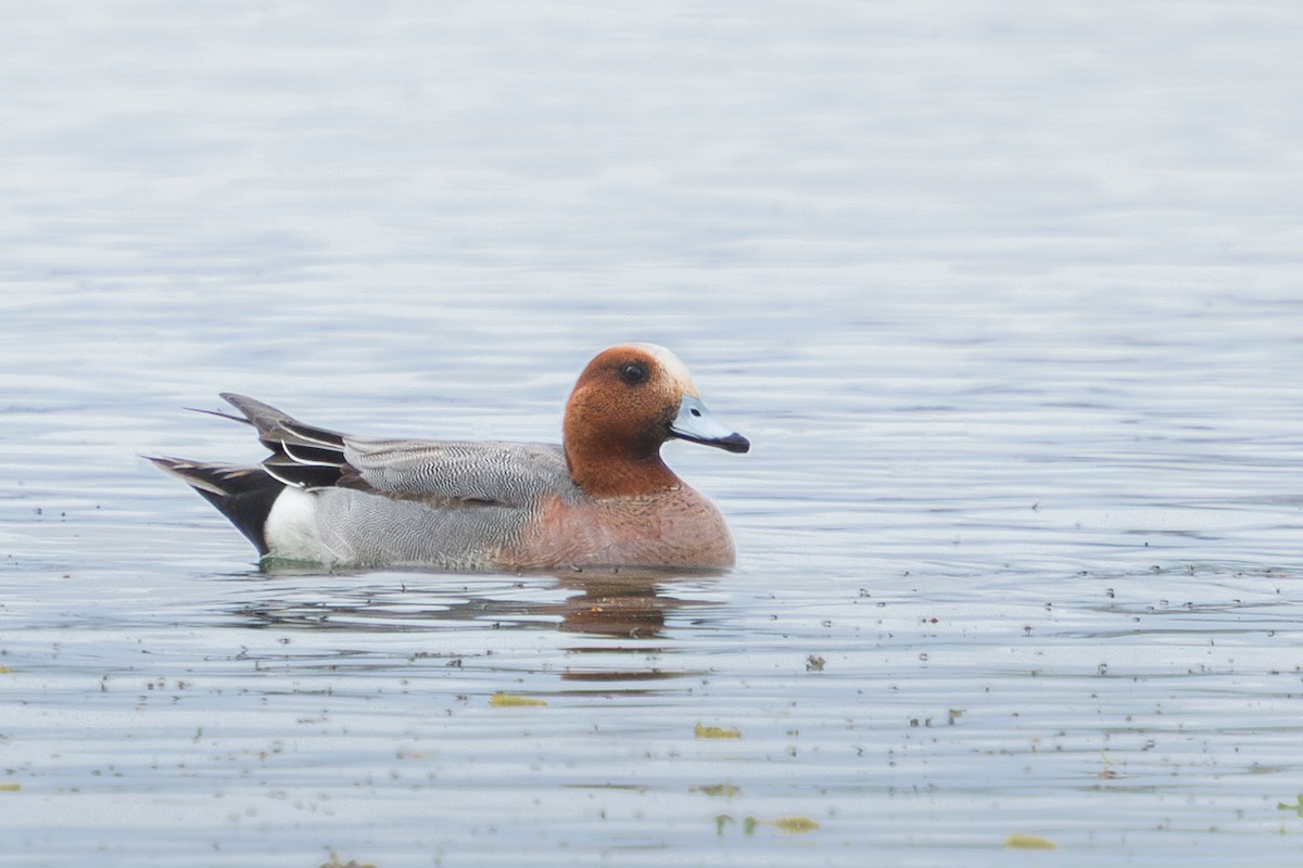 Eurasian Wigeon - Brad Reinhardt
