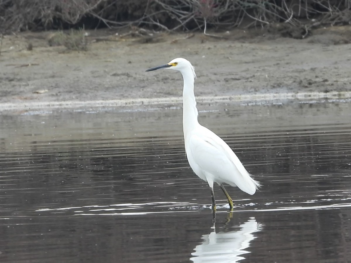 Snowy Egret - ML634702809