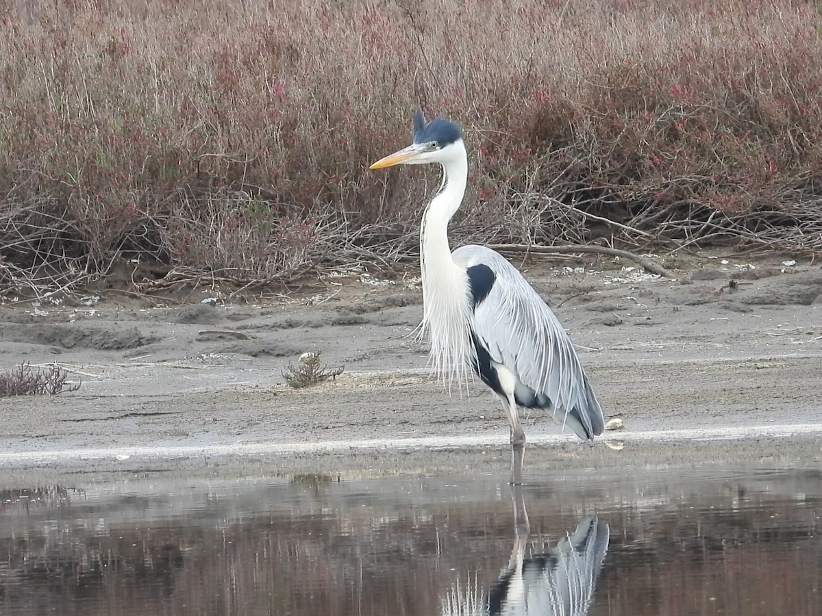 Cocoi Heron - ML634702820