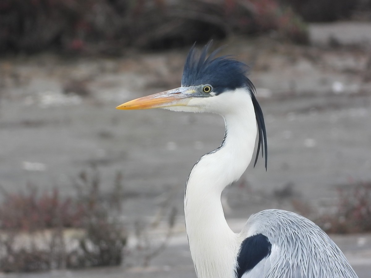 Cocoi Heron - ML634702836