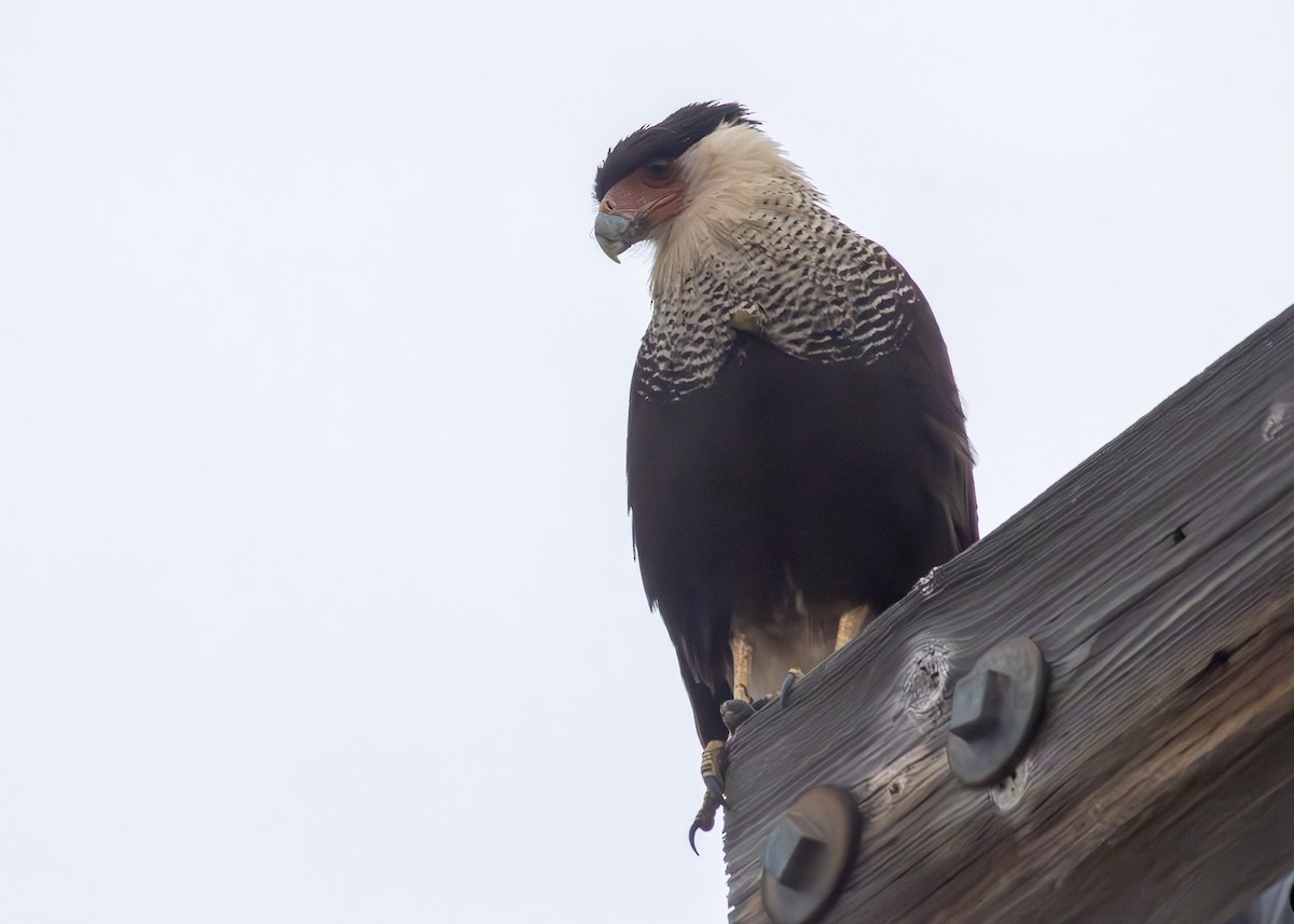 Crested Caracara - ML634702859