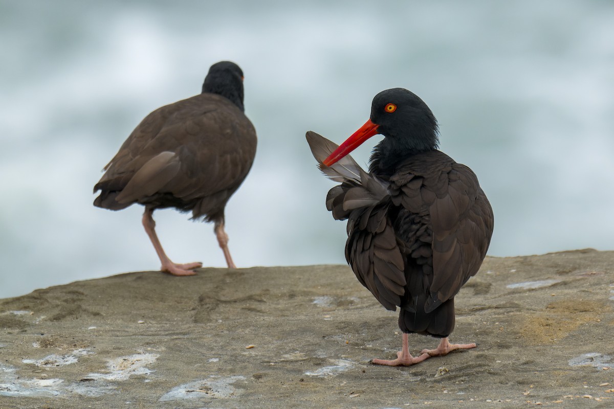 Black Oystercatcher - Ruslan Balagansky