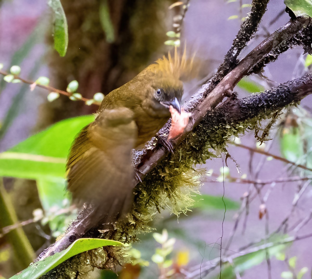 Ochre-breasted Tanager - ML634703104